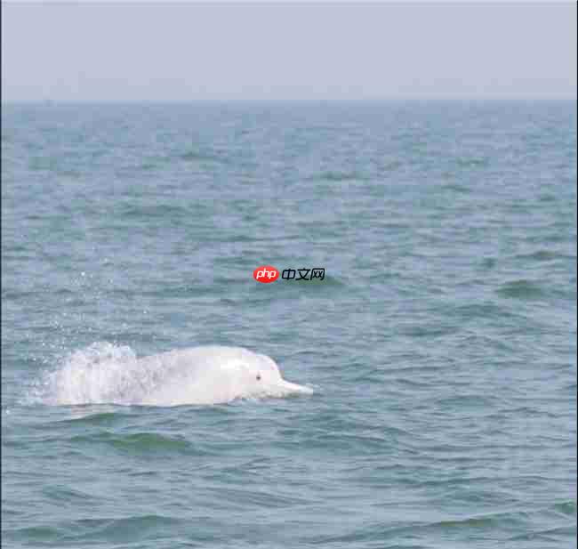 从参与到守护:镜头定格粉红色海豚,从全民寻“豚”到全民护“豚”