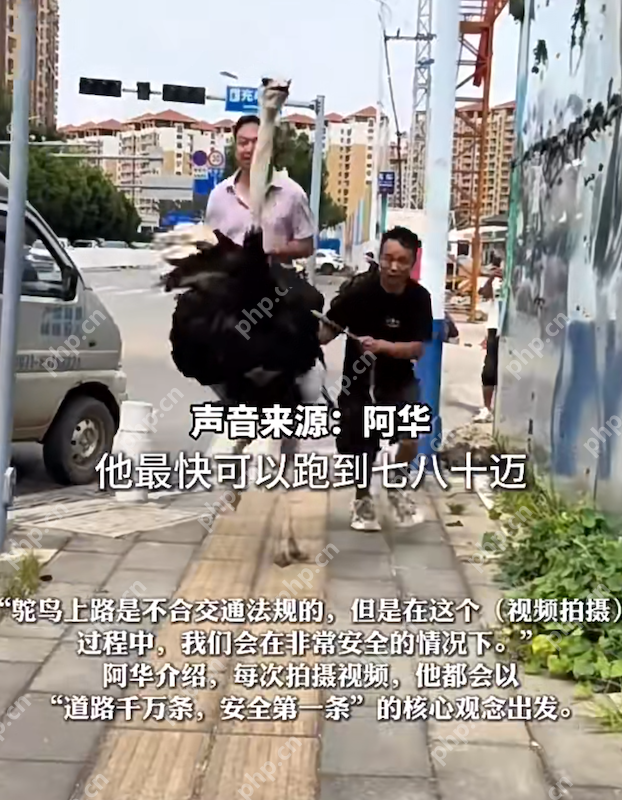 遥遥领先!云南男子喜提新能源坐骑——鸵鸟,当事人:最快可以跑80迈 - php中文网