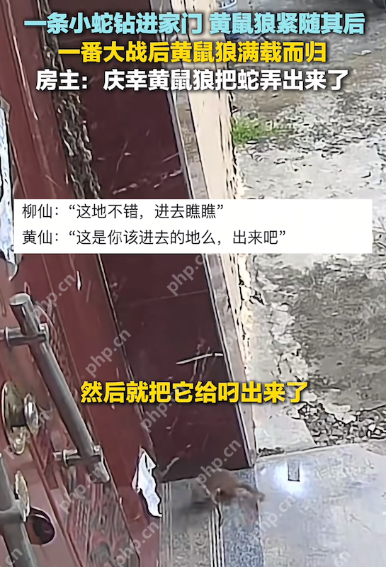 现实版“动物世界”：小蛇钻入家中黄鼠狼紧随将其叼出