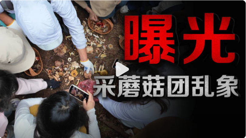 采蘑菇团乱象曝光:有节制的采集配合正确的采集方式 - php中文网
