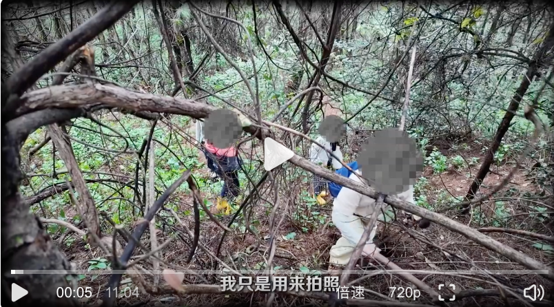 采蘑菇团乱象曝光:有节制的采集配合正确的采集方式 - php中文网