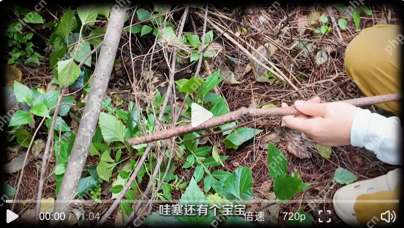 采蘑菇打野爆筐乱象是怎么回事?详情介绍 - php中文网