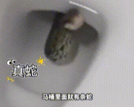 女生半夜如厕发现马桶内有条活蛇是怎么回事？详情介绍 - php中文网