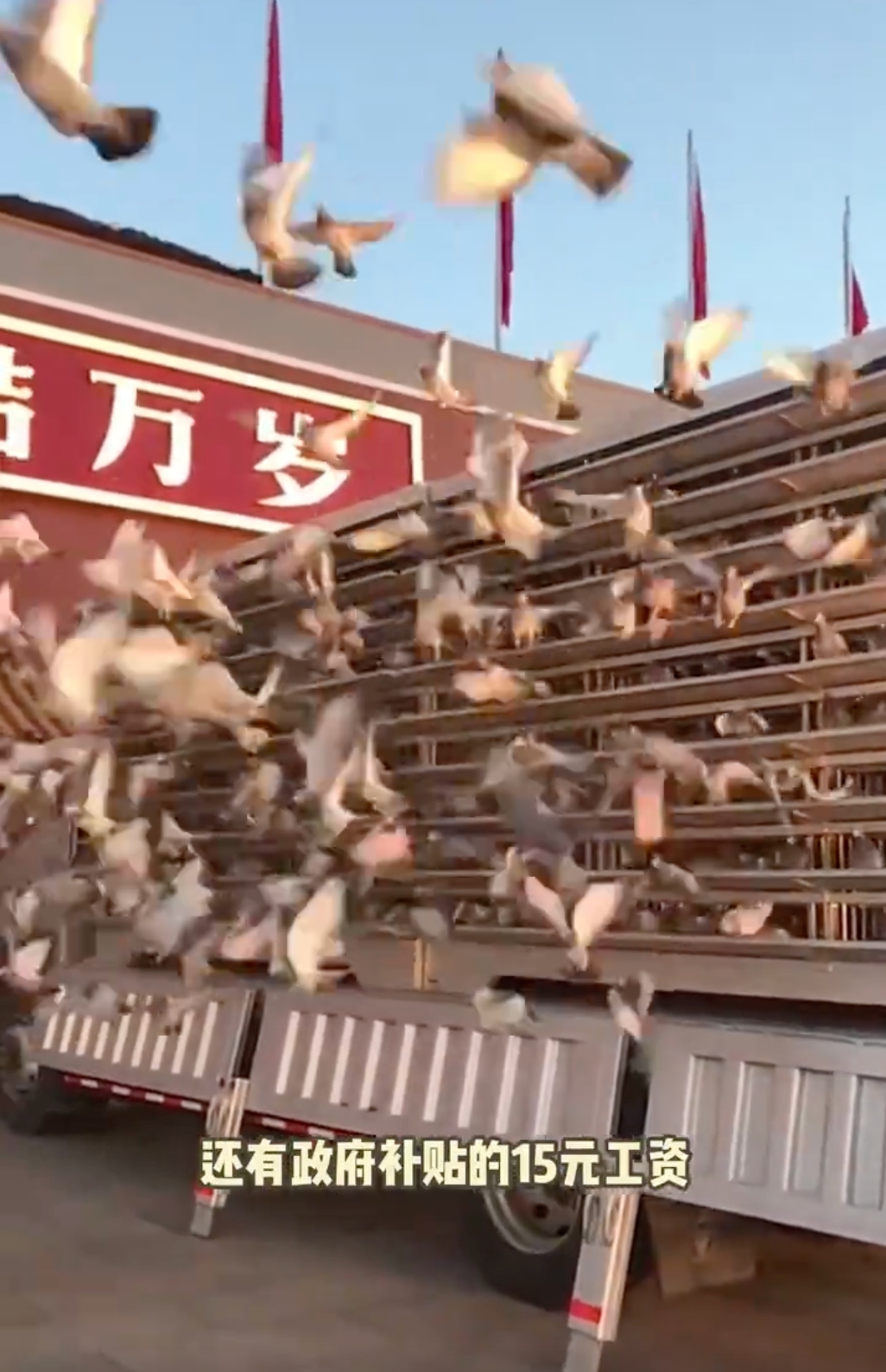 和平鸽工资15元 网友:和平鸽也有工资 - php中文网