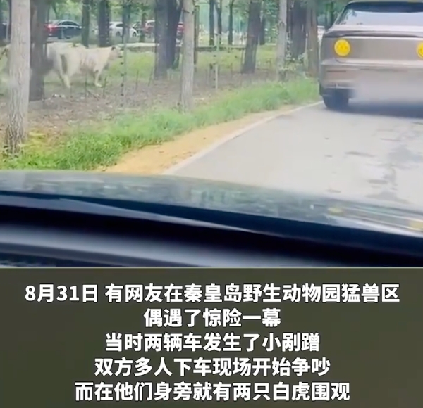 动物园内多名游客下车当老虎面吵架是怎么回事?详情介绍 - php中文网
