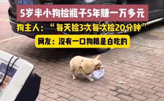 5岁半小狗捡瓶5年攒下万元存款是怎么回事?详情介绍 - php中文网