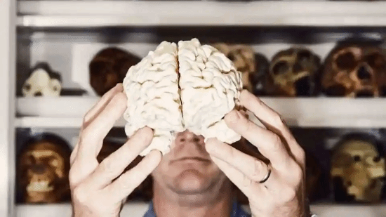 最新研究显示:人类的整体智力水平正在逐年下降!