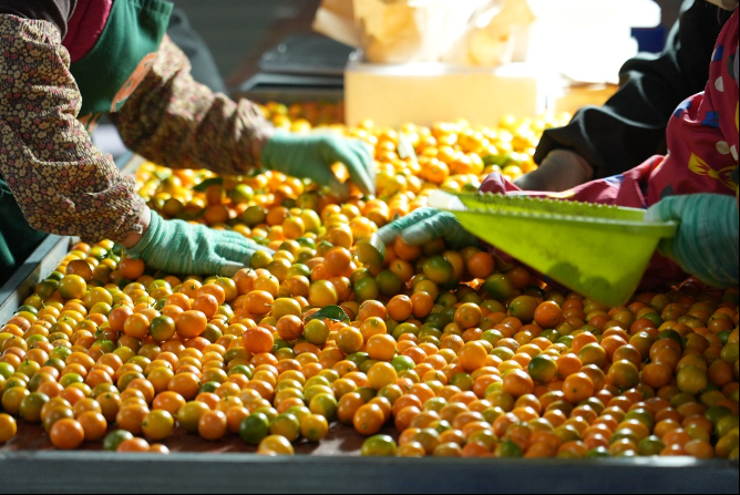 拼多多2024全年财报出炉,高质量发展效用加速释放,新质供给助推产业转型升级