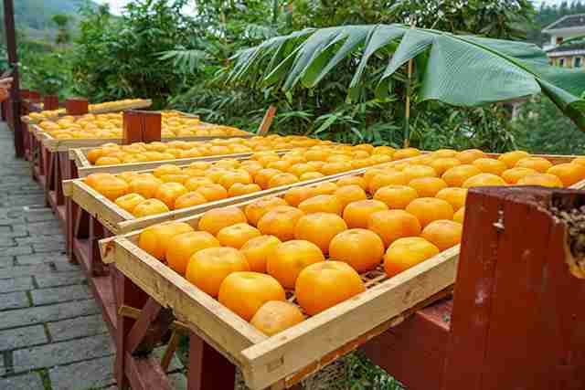 柿子饼要晒多少天 柿子饼的家常制作方法