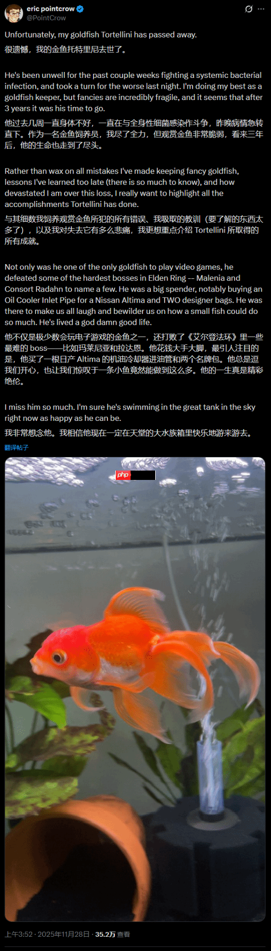 “最会打游戏”的金鱼去世了:曾经“游死”《艾尔登法环》的“米塔恩”